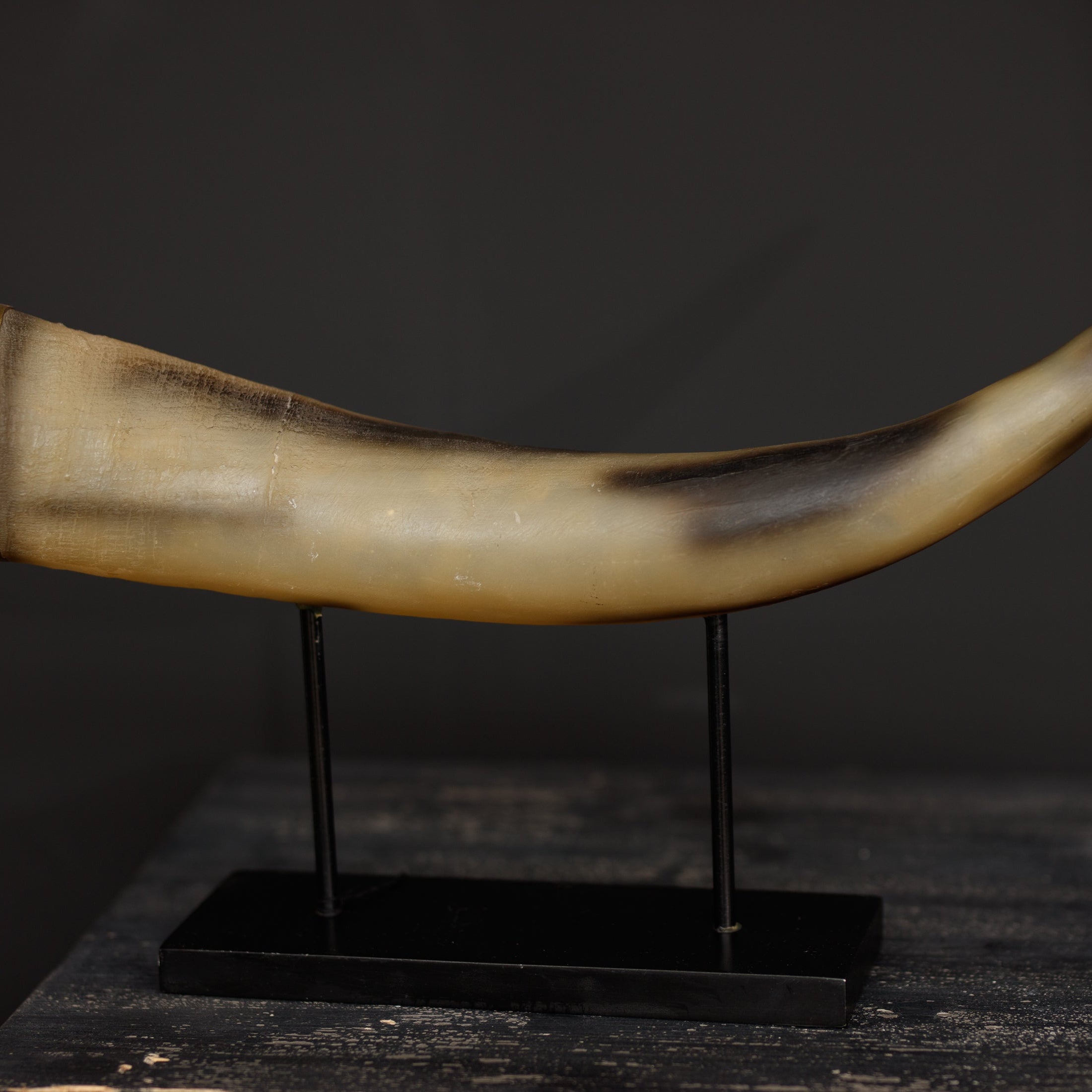 Zaira Horn Sculpture